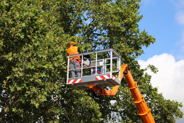 Best Hedge Trimming  in USA